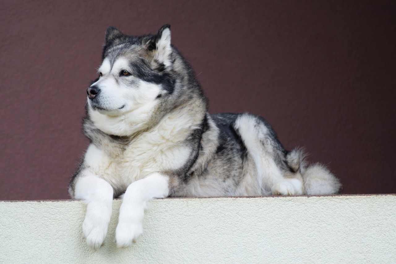 The Unique Characteristics of the Alaskan Malamute